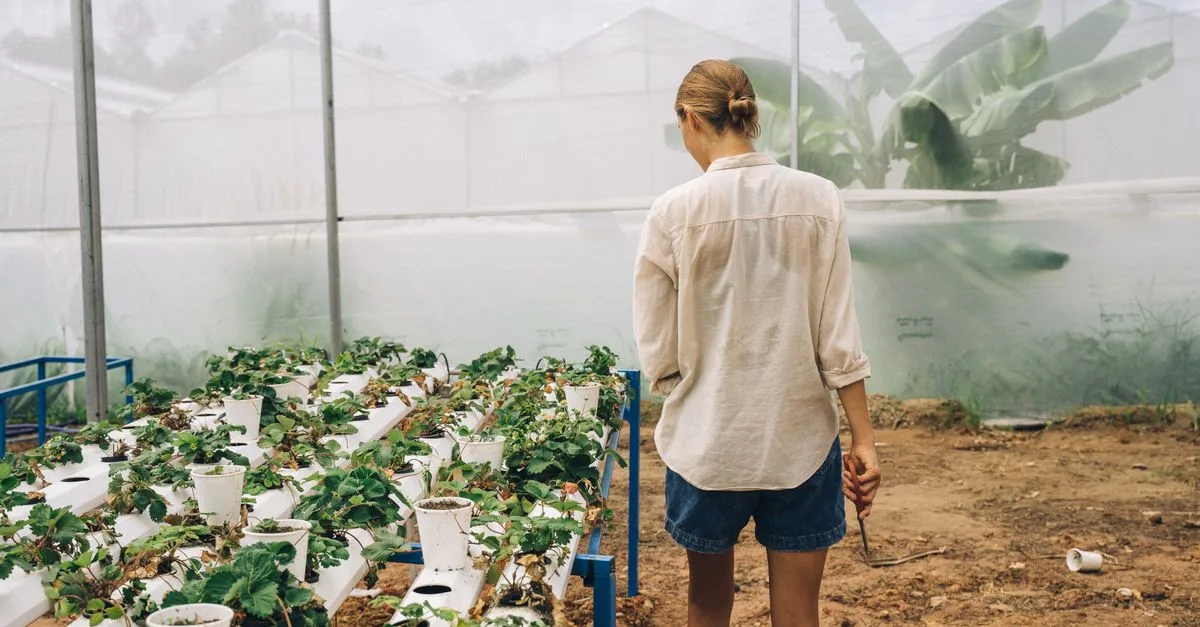 découvrez l'aquaponie, un système durable combinant aquaculture et culture hydroponique pour une agriculture écologique et efficace.