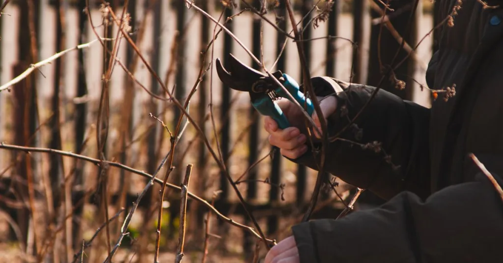 découvrez les meilleures techniques d'élagage pour entretenir vos arbres et arbustes, favoriser leur croissance et embellir votre jardin.